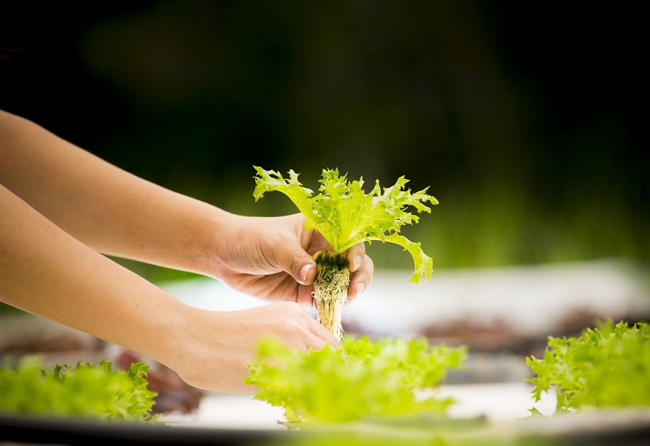 kratky lettuce