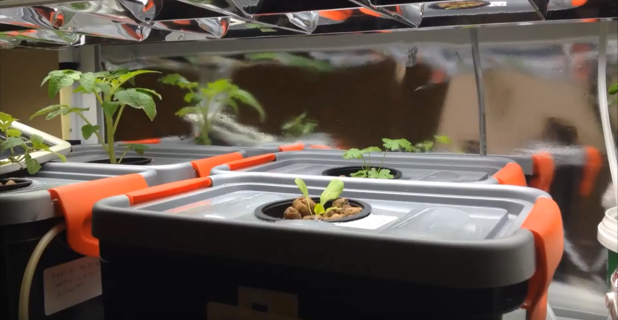 DIY hydroponic system