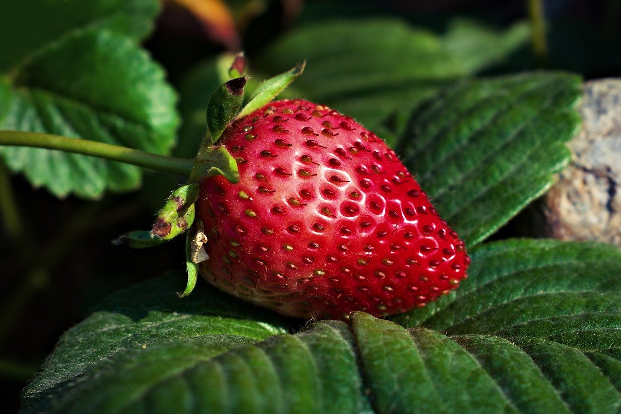 Kratky strawberries