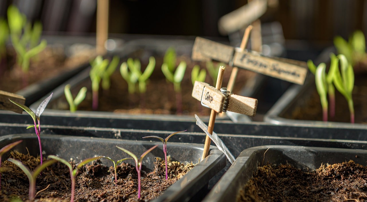 Microgreens