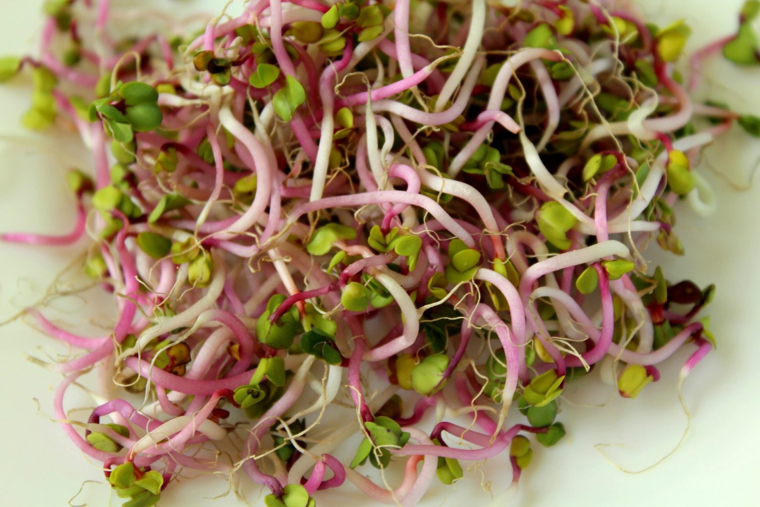 10 most popular microgreens to grow at home GoPlanter