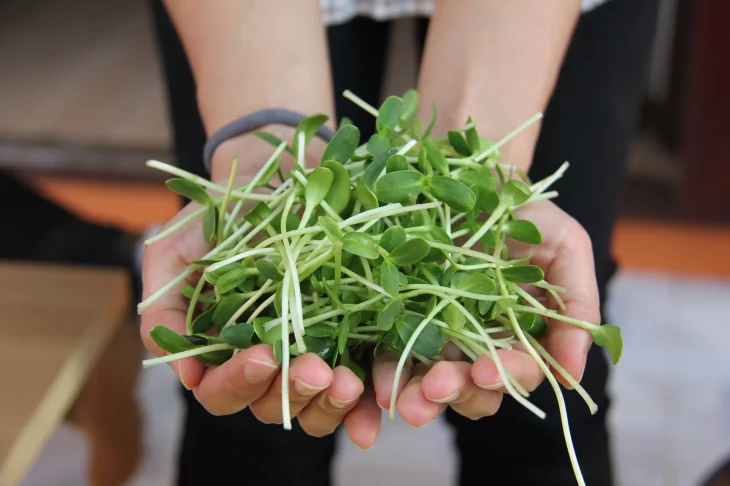 Cheap microgreens setup – video tutorials