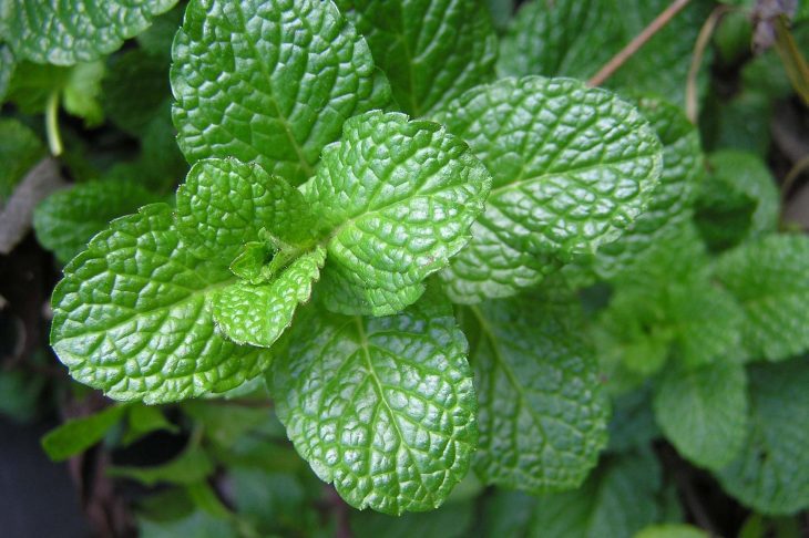 hydroponic mint growing