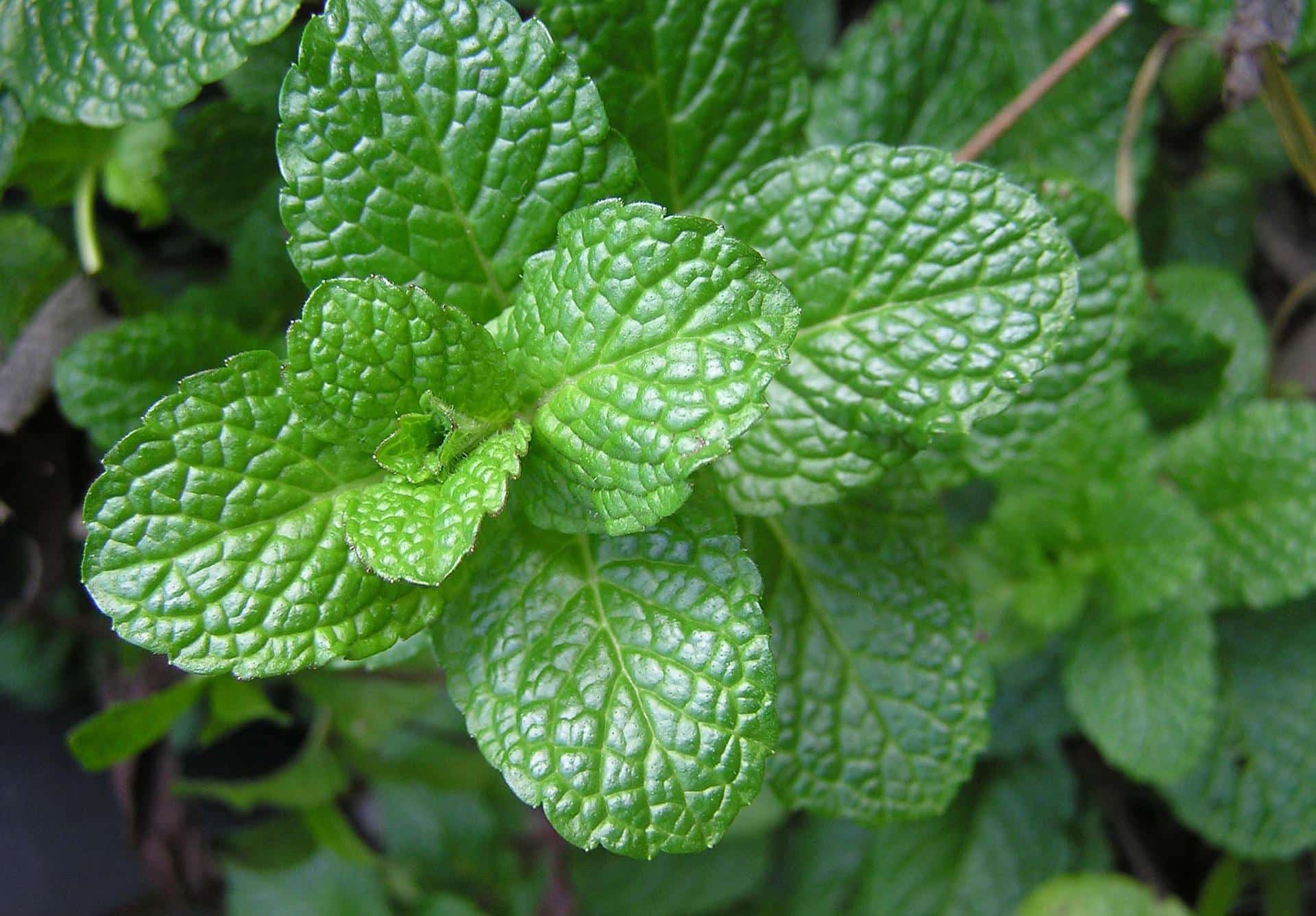 hydroponic mint growing