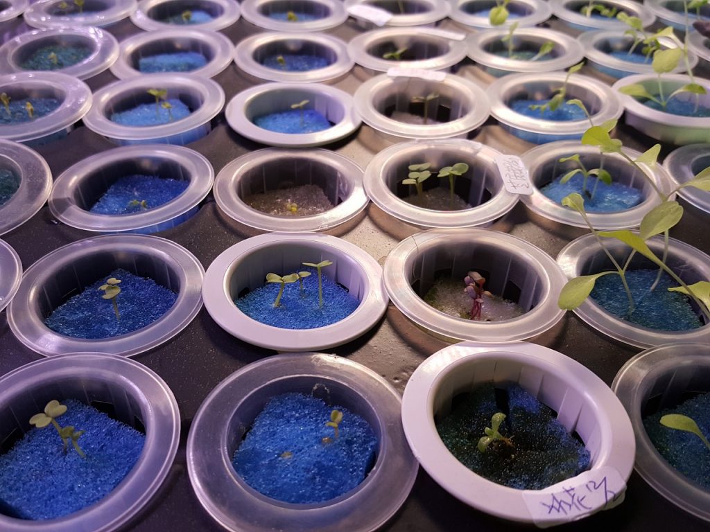 bean sprouts g43e37e5cc 1280