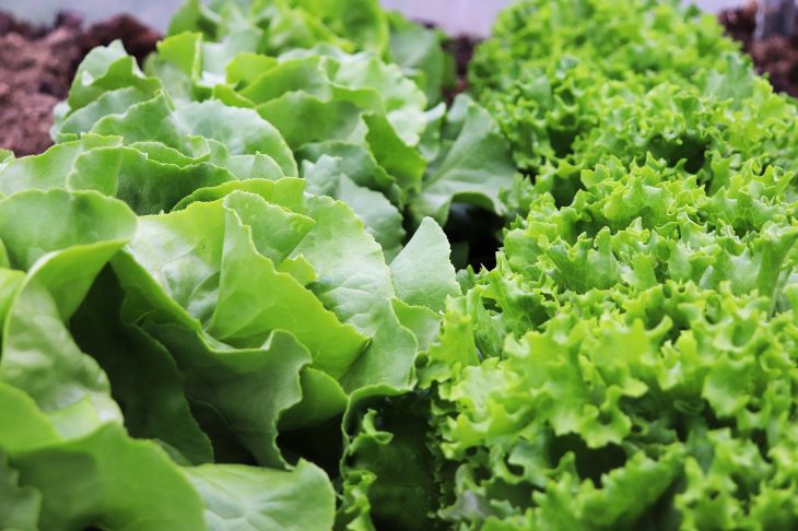Growing hydroponic lettuce