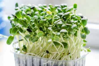 Microgreens youtube channels