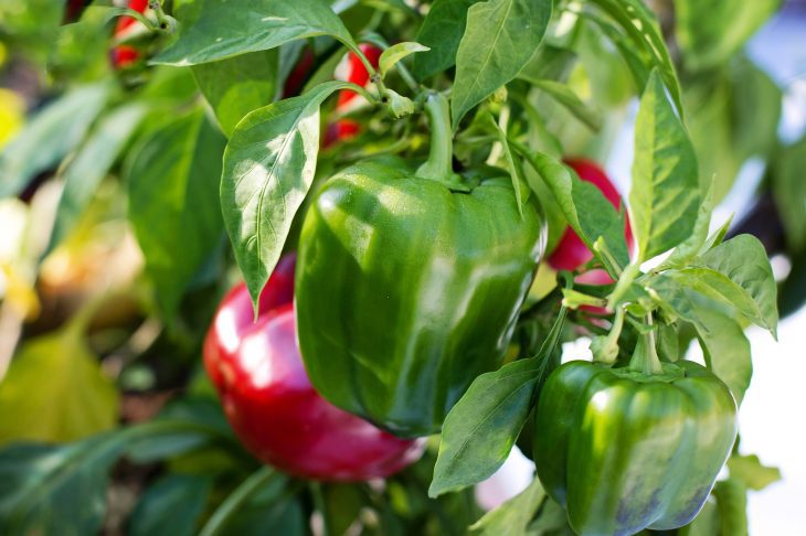 Hydroponic bell peppers