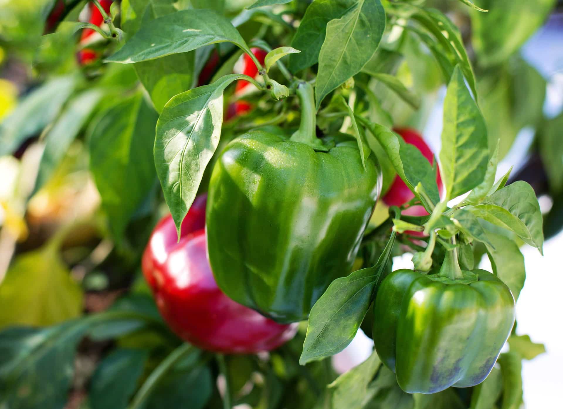 Hydroponic bell peppers