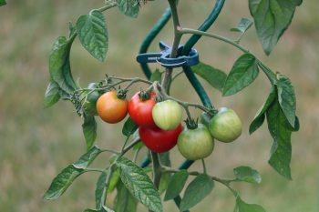 Tomato disease